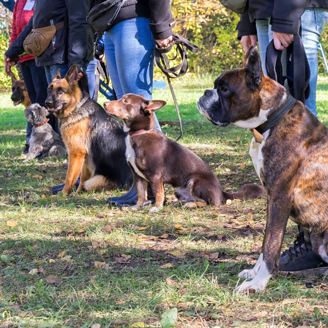 Group,Of,Dogs,With,Owners,At,Obedience,Class