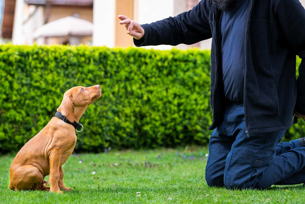 Obedience,Training.,Man,Training,His,Vizsla,Puppy,The,Sit,Command