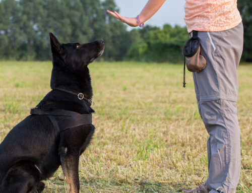 Obedience – Canine Good Citizen
