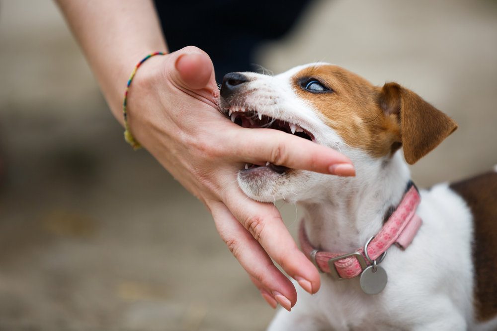 Puppy biting owner's finger - How to Teach Bite Inhibition to Your Puppy