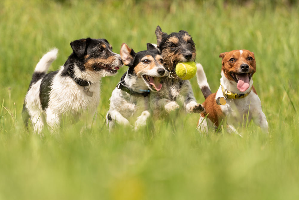 The Benefits of Dog Daycare