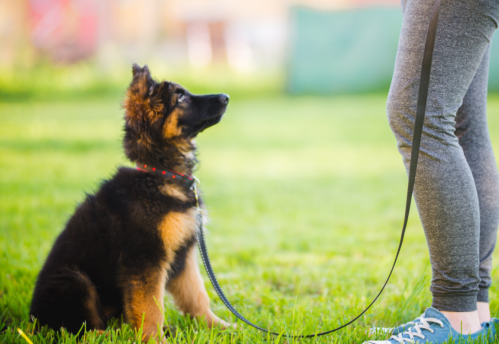 Benefits of Dog Training
