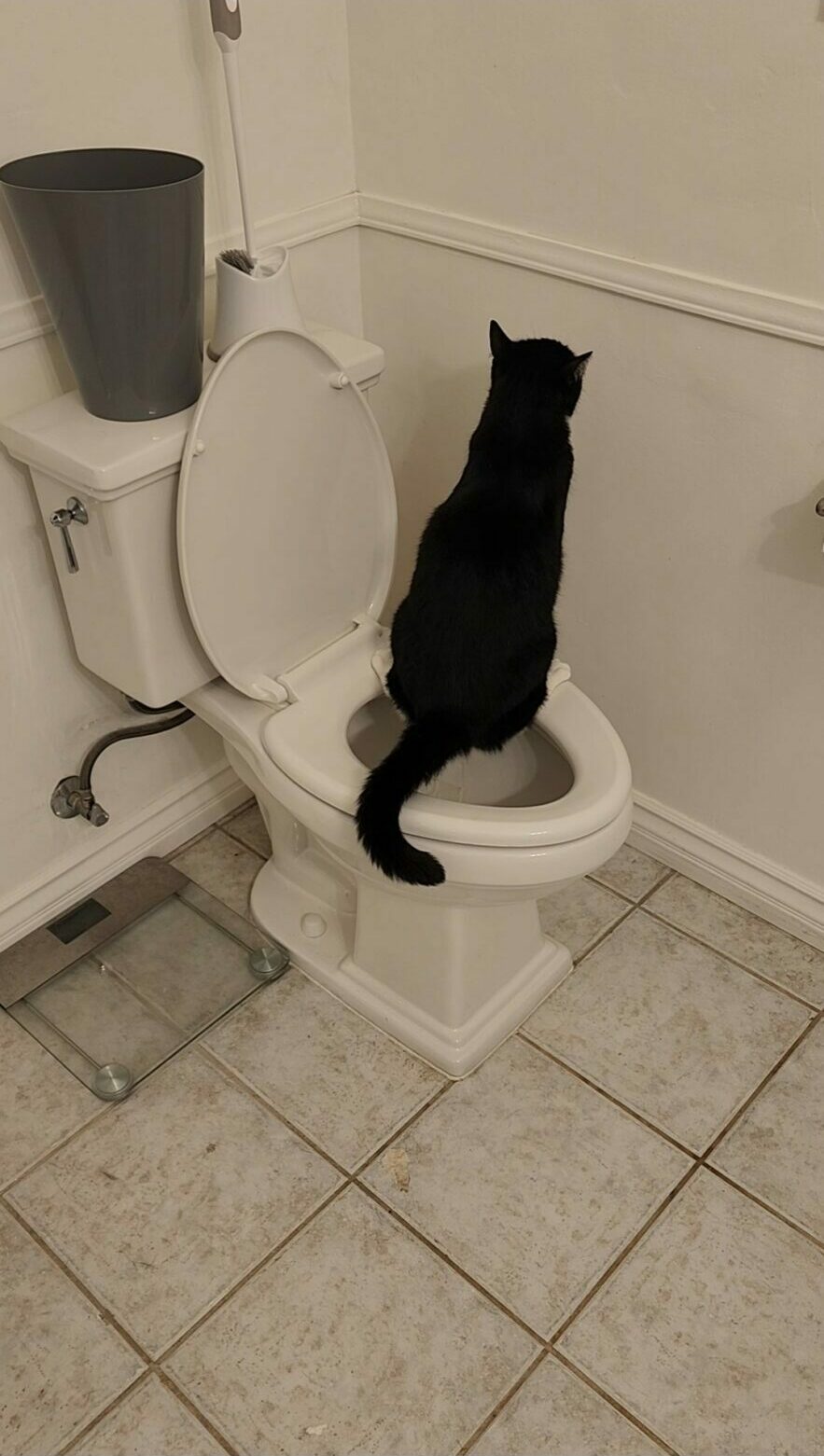 Toilet Train Your Kitty